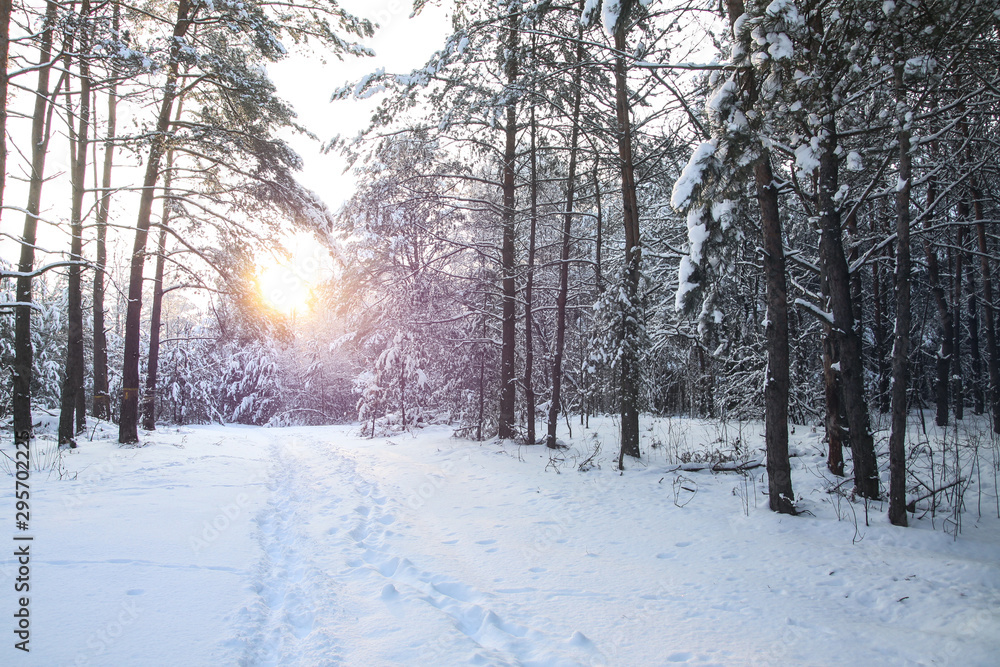 Beautiful winter landscape with snowy trees in the forest. The rays of the sun at sunset or in the morning. Christmas and New Year theme Beautiful winter landscape with snowy trees in the forest. The rays of the sun at sunset or in the morning. Christmas and New Year theme