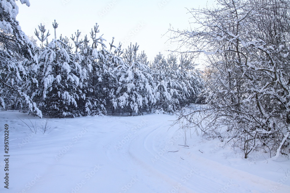 Obraz premium Beautiful winter landscape in a snowy forest. Beautiful Christmas trees in a snowdrift and snowflakes. Stock photo for new year