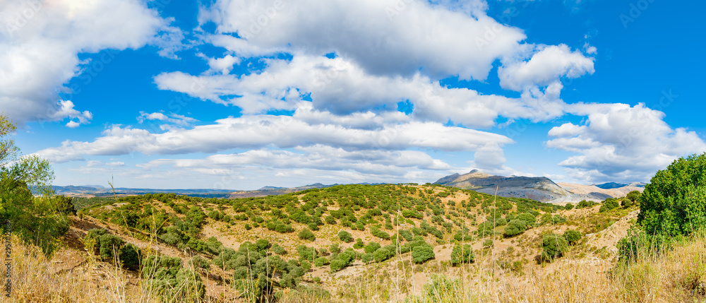 In summer, a mountain landscape with a grove of young olive trees. Spain, Andalusia. In summer, a mountain landscape with a grove of young olive trees. Spain, Andalusia.