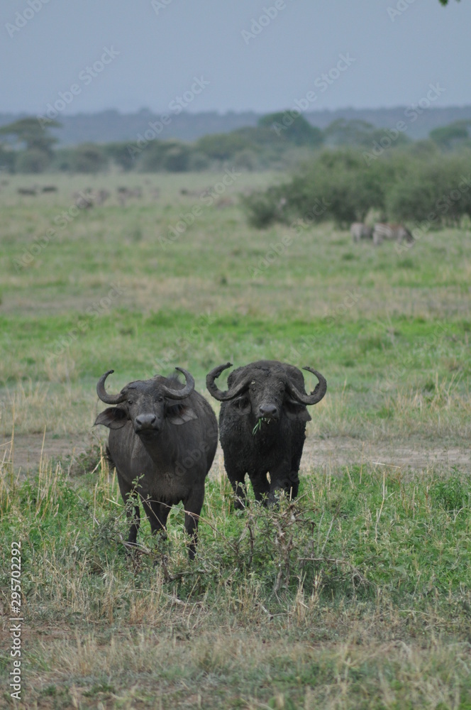 Afrikanischer Büffel, Schwarzbüffel oder Steppenbüffel