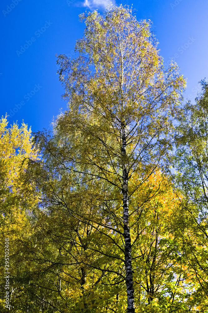 yellow tree in autumn yellow tree in autumn