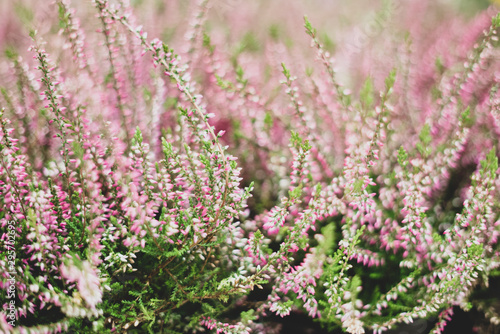 Ornamental plants in a flower shop. Herbarium and living plants. Decoration and decor, gifts.