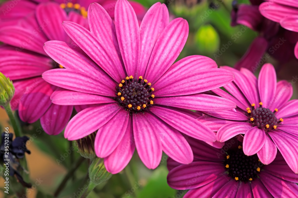 Fototapeta premium African marigold