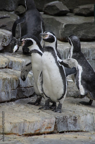 Pinguine in der Gruppe - Zoo 