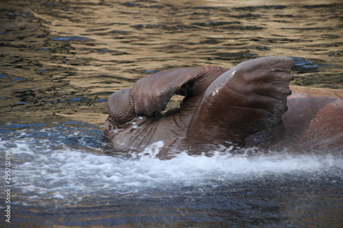 Badendes Walross im Wasser