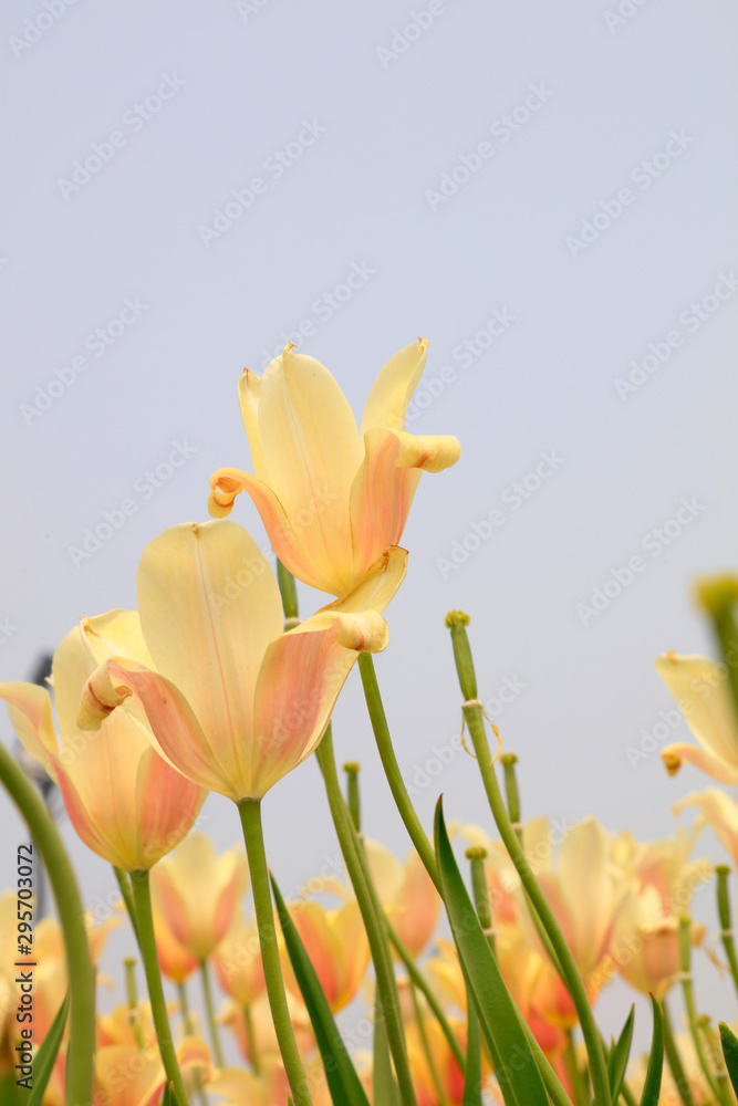Fototapeta premium tulip flowers