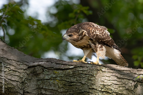 A Red-tailed Hawk ready to pounce. photo