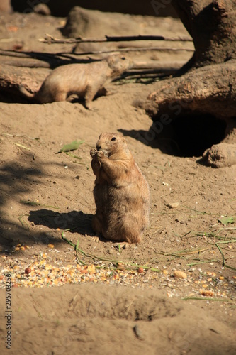 Foto Präriehunde essen - streiten - Zoo