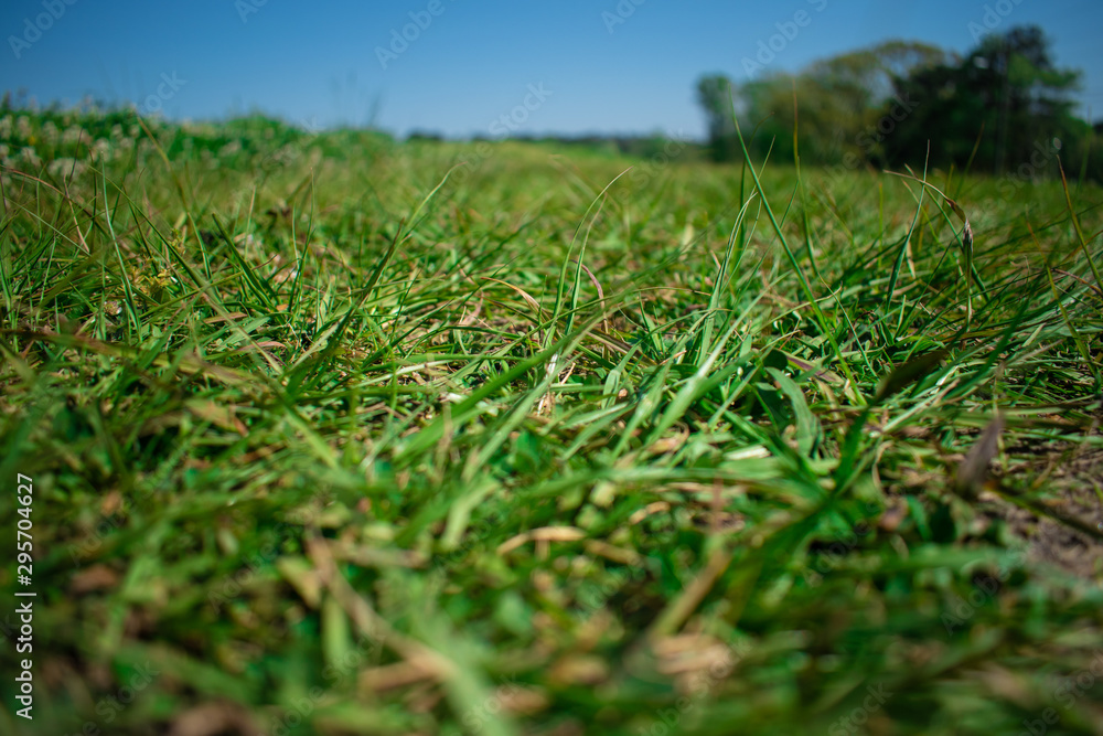 green grass and sky green grass and sky