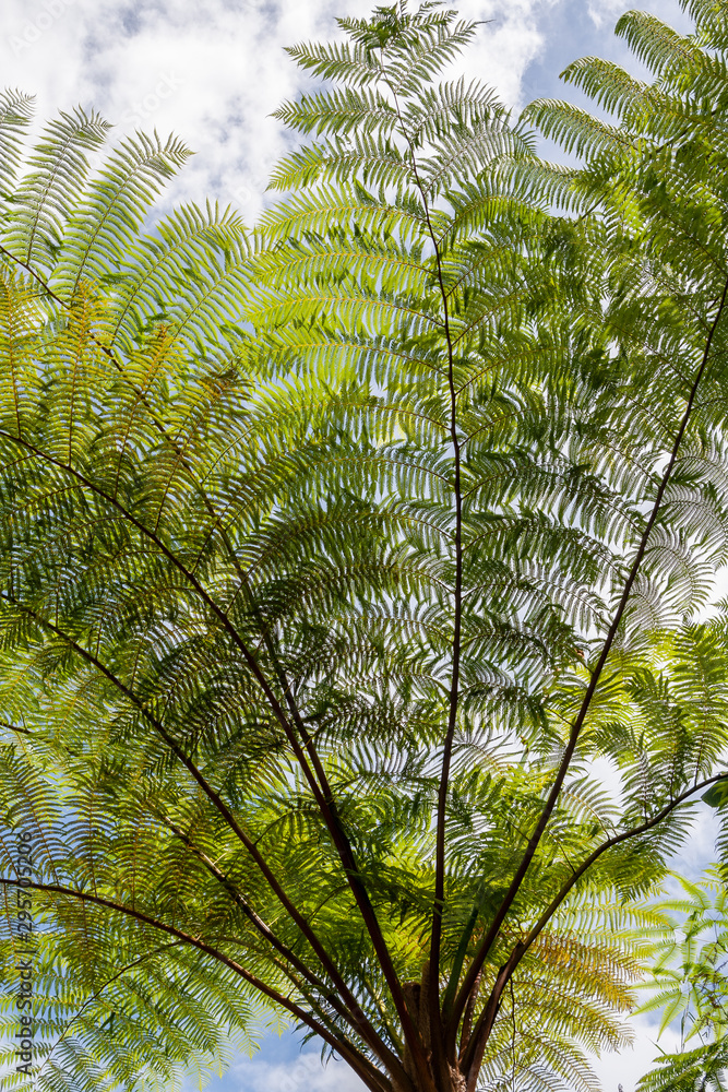 Obraz premium Tree in the neighbourhood of Ruteng, Flores, IDN