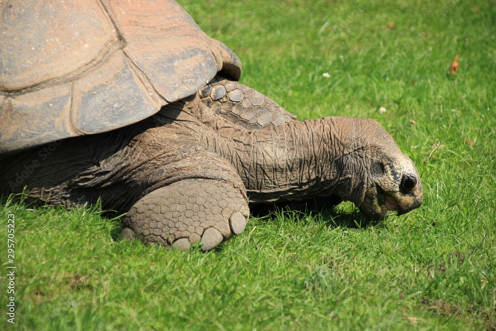 Fototapeta premium Fressende Schildkröte im Gras