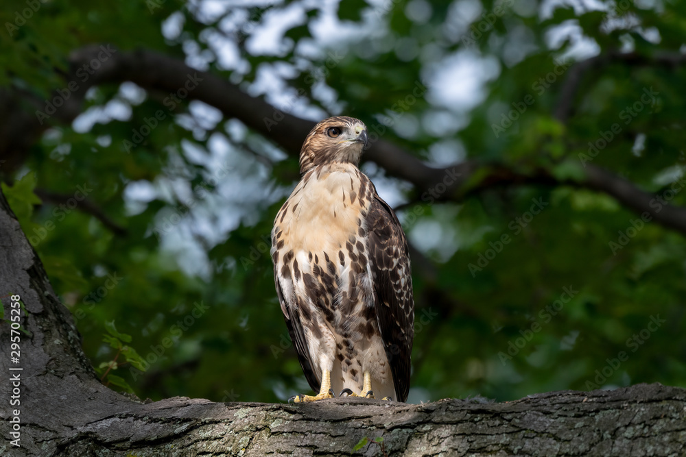 A Red-tailed Hawk perched upright in a tree. A Red-tailed Hawk perched upright in a tree.
