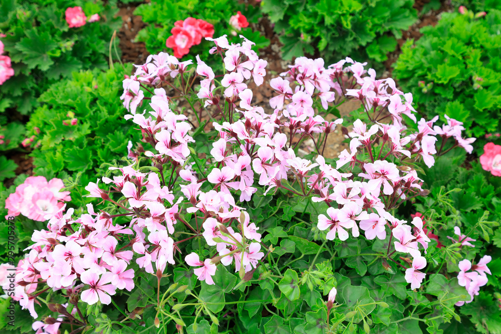 geranium flowers