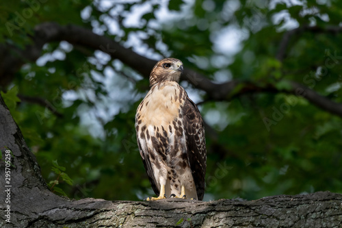 A Red-tailed Hawk perched upright in a tree.