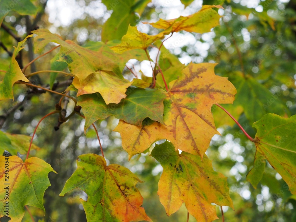 Fototapeta premium yellow maple leaves