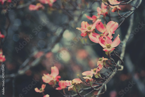 tree in blossom
