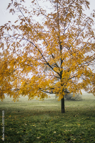 autumn in the park