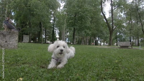 Slow motion small cute Maltese dog bark lying down on green grass, city park photo