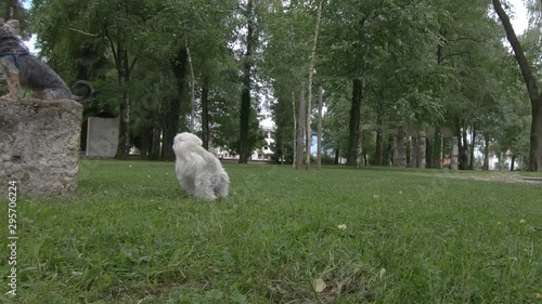 Slow motion small cute Maltese dog playfully runs after stick in city park photo