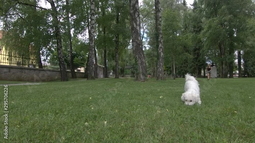 Slow motion backwards dolly moving small cute white Maltese dog lying down on green grass, city park photo