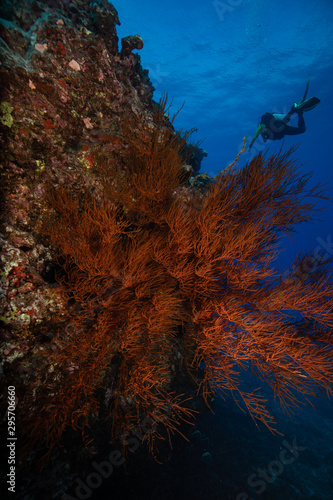 Black Coral on a Reef in Hawaii