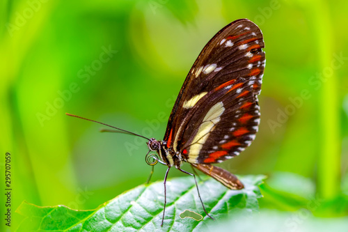 Closeup  beautiful butterfly  & flower in the garden. © blackdiamond67