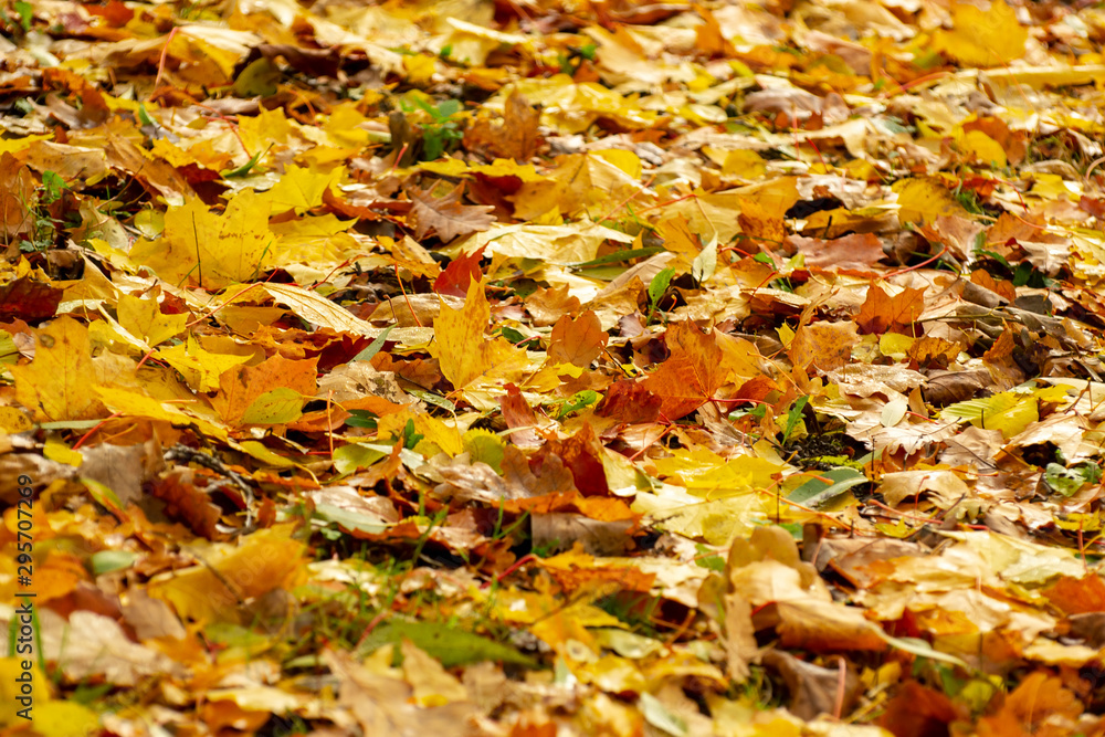 Texture of fallen leaves of different tree species on the ground. Texture of fallen leaves of different tree species on the ground.