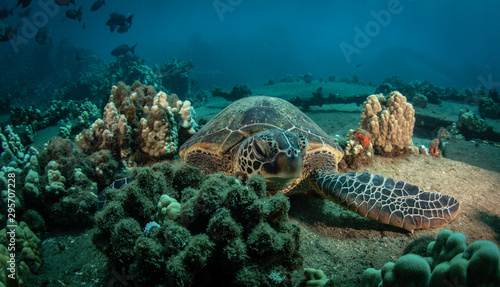 Hawaiian Green Sea turtle on a coral reef in Maui
