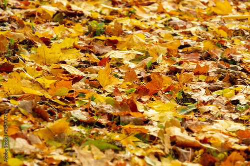 Texture of fallen leaves of different tree species on the ground.