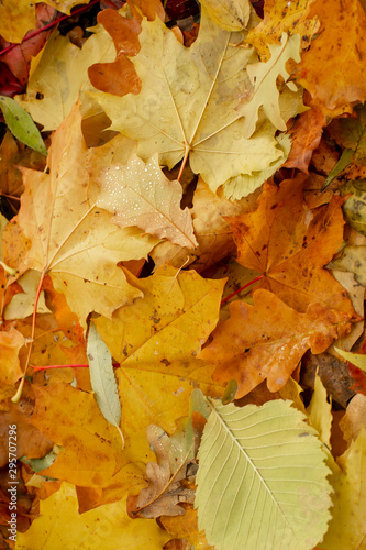 Texture of fallen leaves of different tree species on the ground.