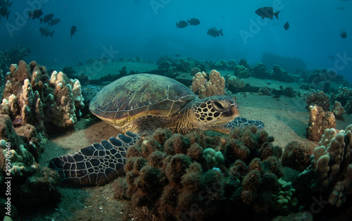 Hawaiian Green Sea turtle on a coral reef in Maui