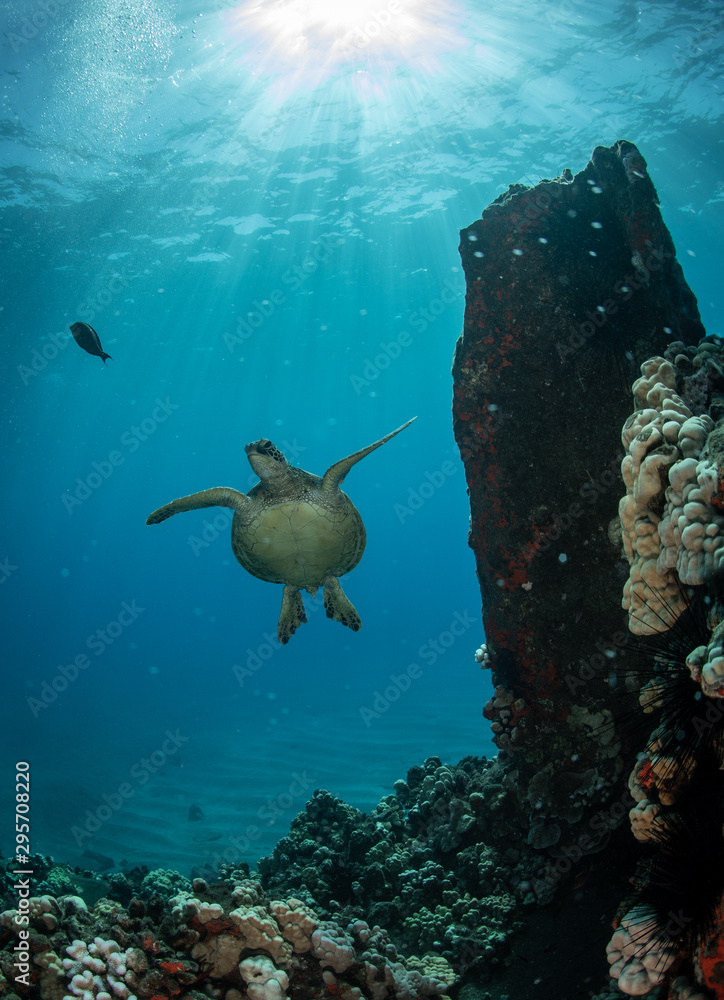 Naklejka premium Hawaiian Green Sea turtle on a coral reef in Maui