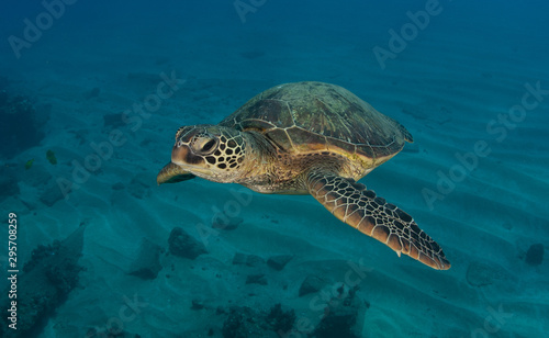 Hawaiian Green Sea turtle on a coral reef in Maui © Drew