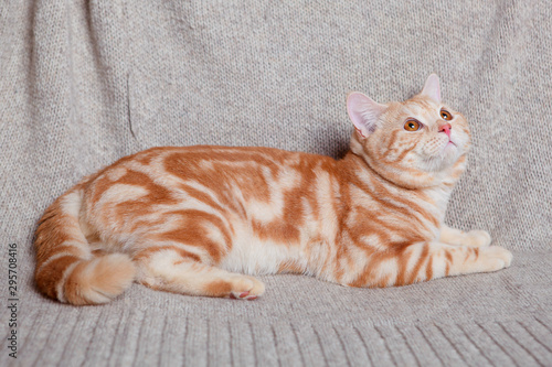 Red britain cat