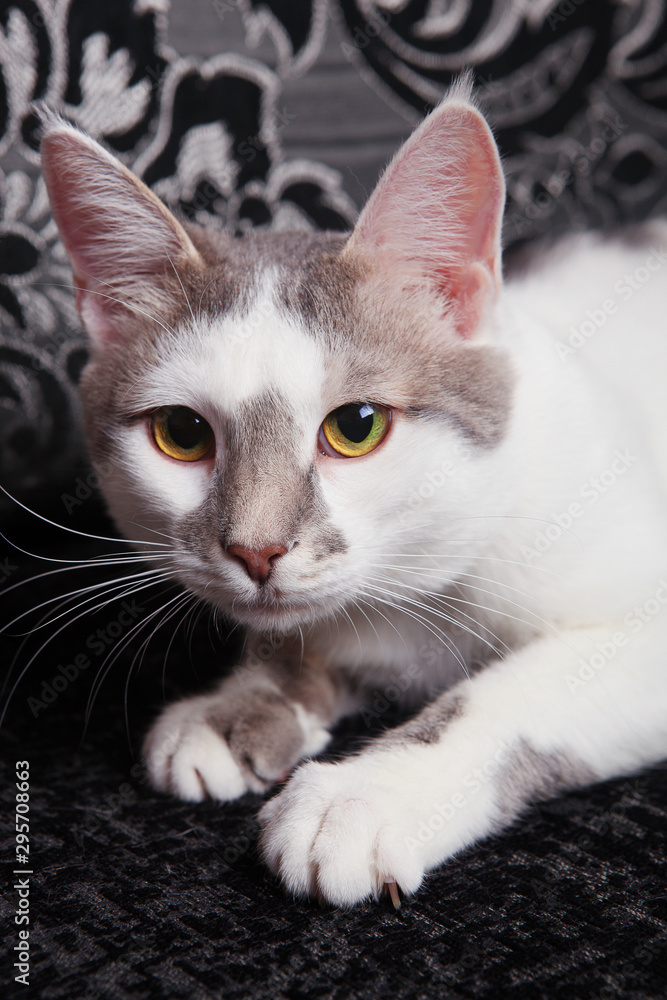 White-tabby cat