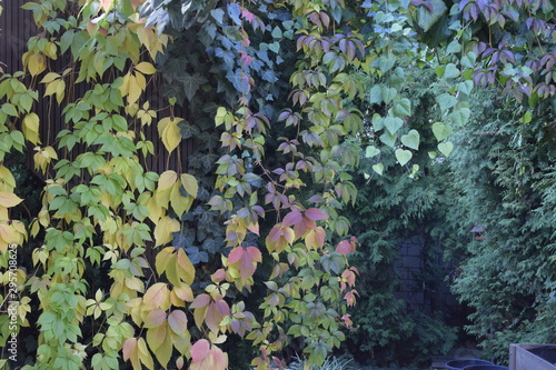 Clematis und Efeu an der Wand