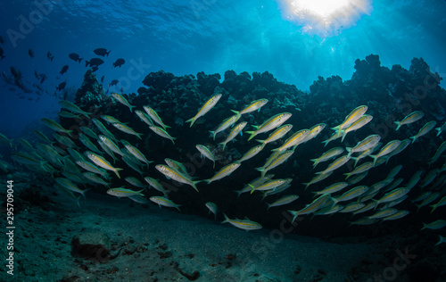 Canvas Print Schools of fish and coral on a reef in Hawaii
