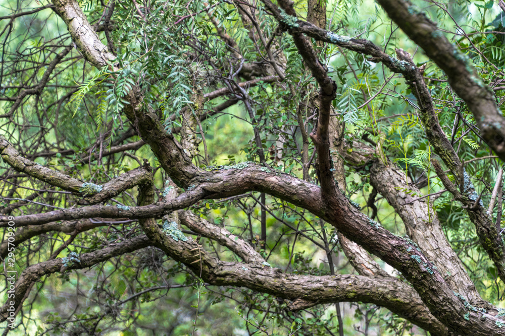 tree tree