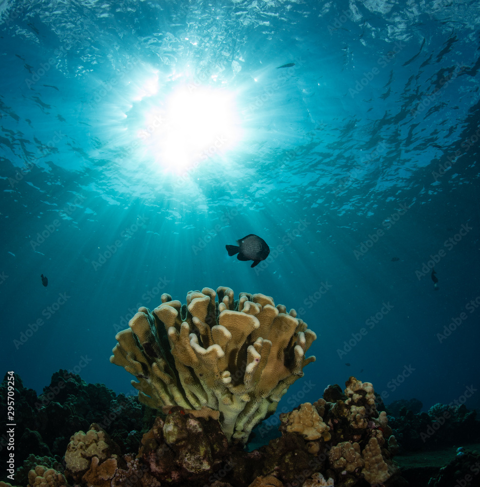Fototapeta premium Schools of fish and coral on a reef in Hawaii