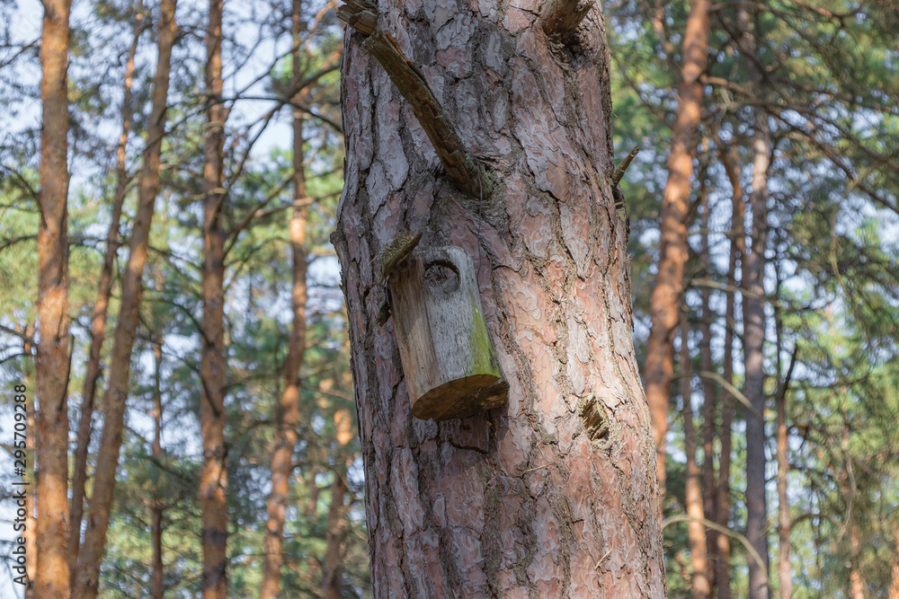 Old birdhouse on a tree for forest birds in the forest Old birdhouse on a tree for forest birds in the forest