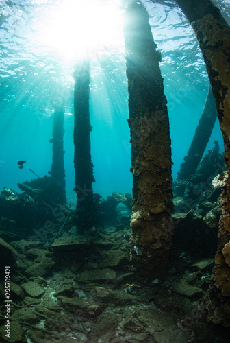 Underwater life from Maui