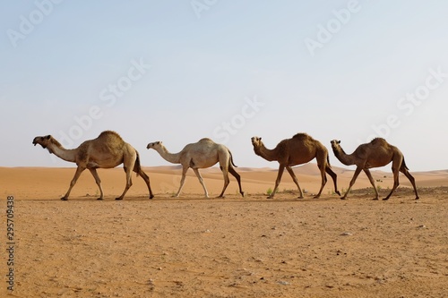 Fotografie Group of camels walking in the Arabian desert