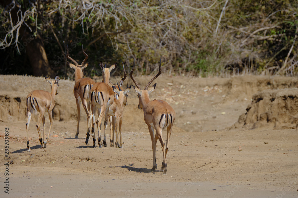 Impala in Mana Pools National Park, Zimbabwe Impala in Mana Pools National Park, Zimbabwe