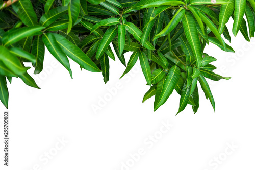 Mango leaves on white background
