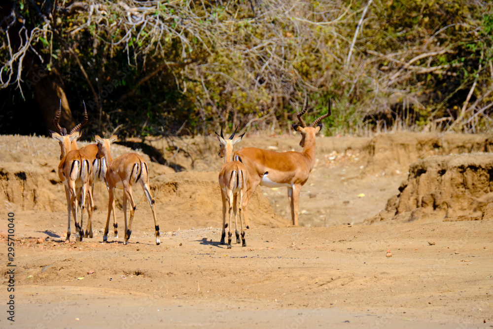 Impala in Mana Pools National Park, Zimbabwe Impala in Mana Pools National Park, Zimbabwe