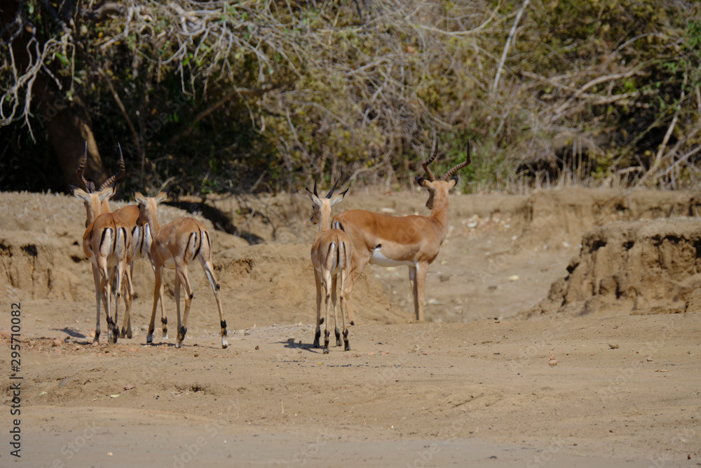 Impala in Mana Pools National Park, Zimbabwe Impala in Mana Pools National Park, Zimbabwe
