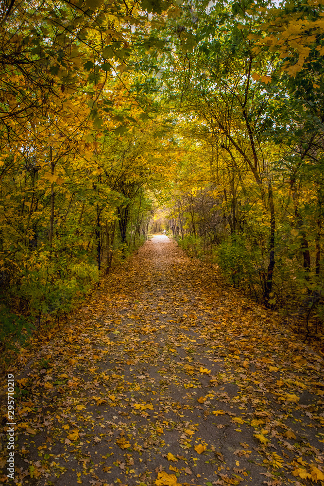 Fototapeta premium Autumn Park Perspective Alley