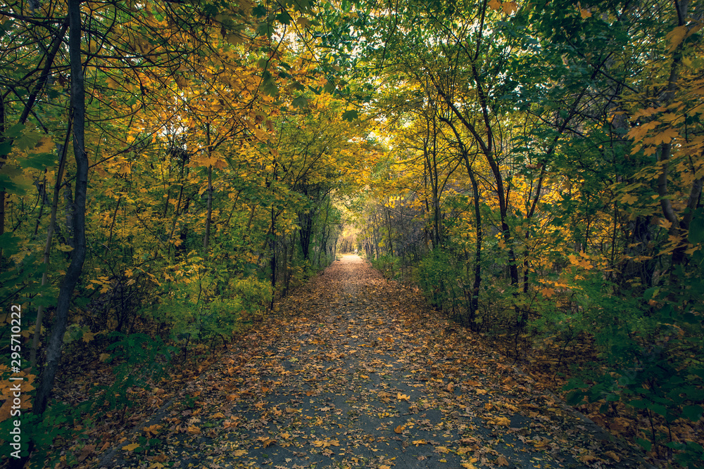 Tunnel of Autumn Trees