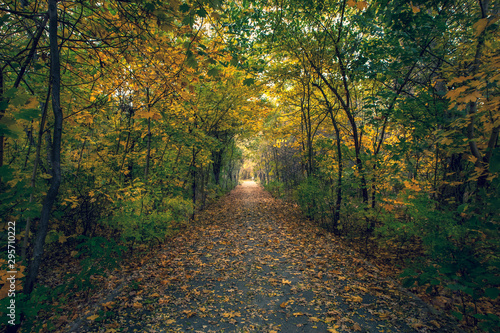 Tunnel of Autumn Trees