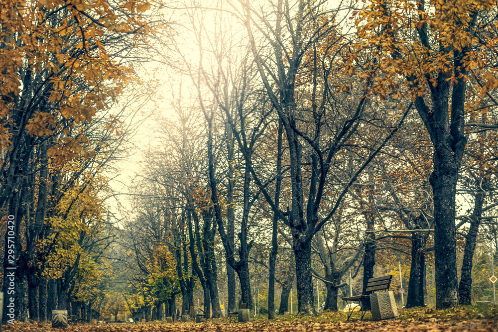 Fototapeta premium Autumn City Park